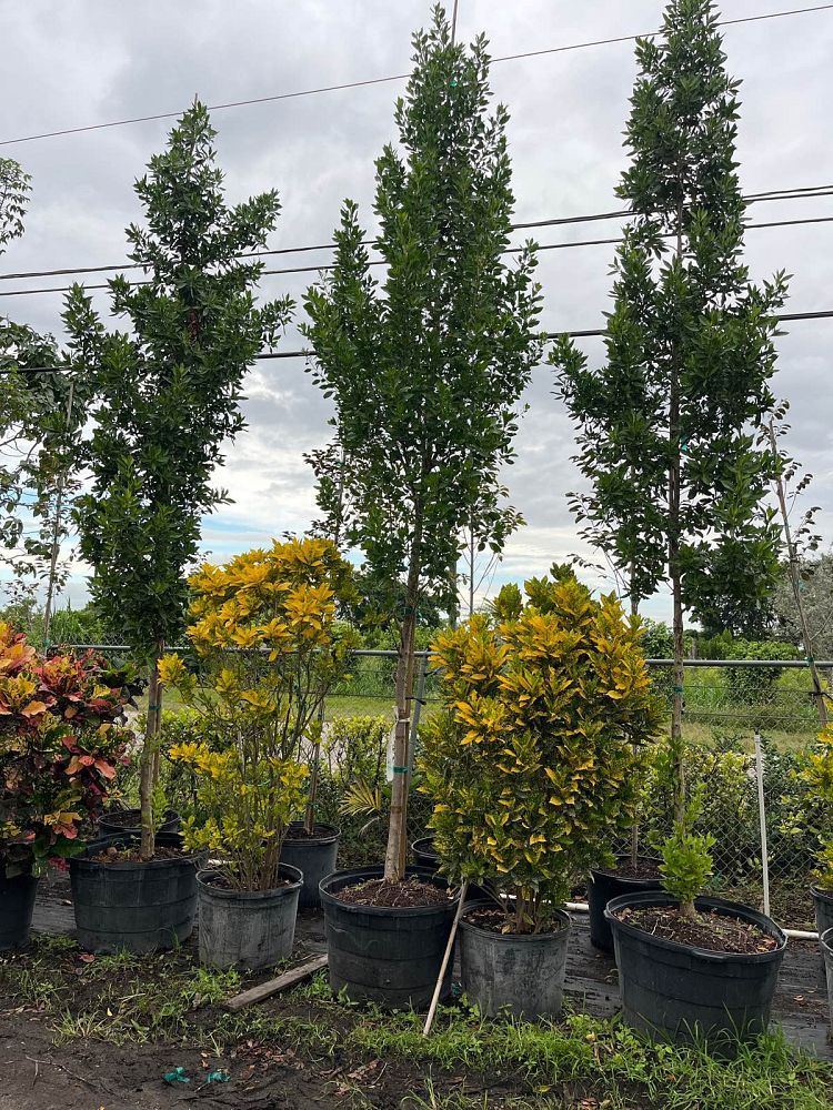 conocarpus-erectus-green-buttonwood