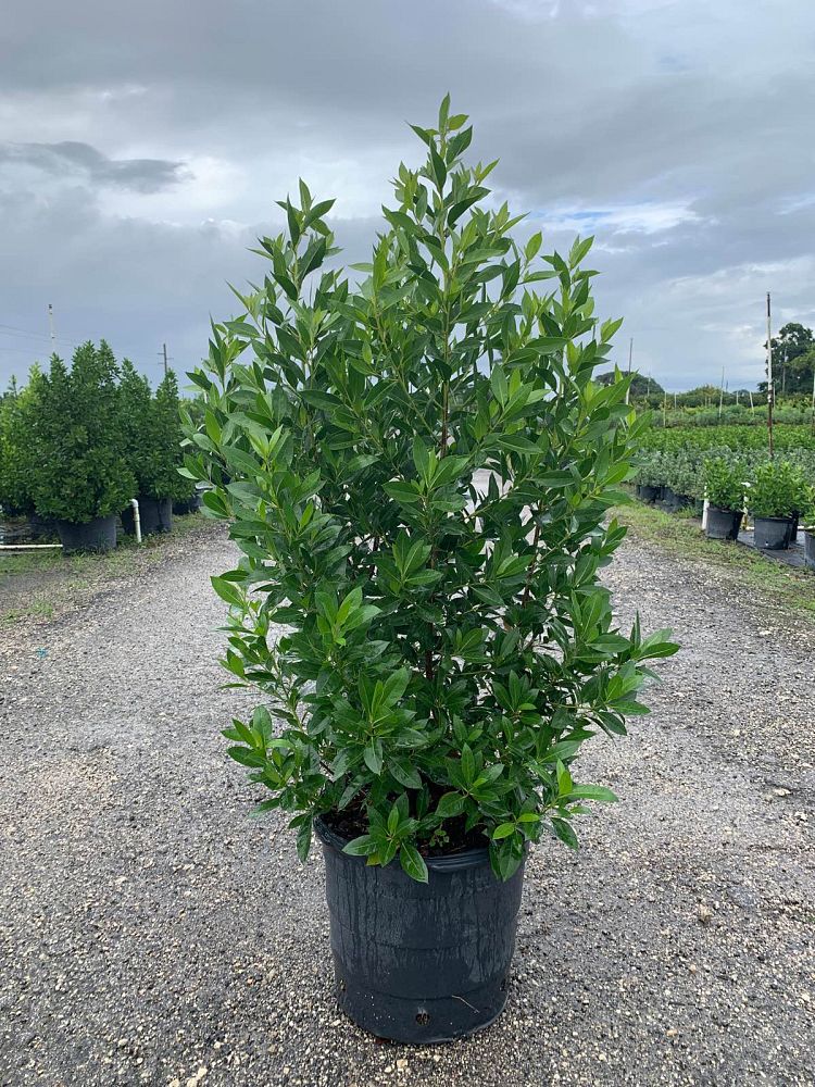 conocarpus-erectus-green-buttonwood