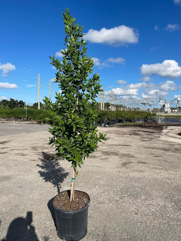 conocarpus-erectus-green-buttonwood