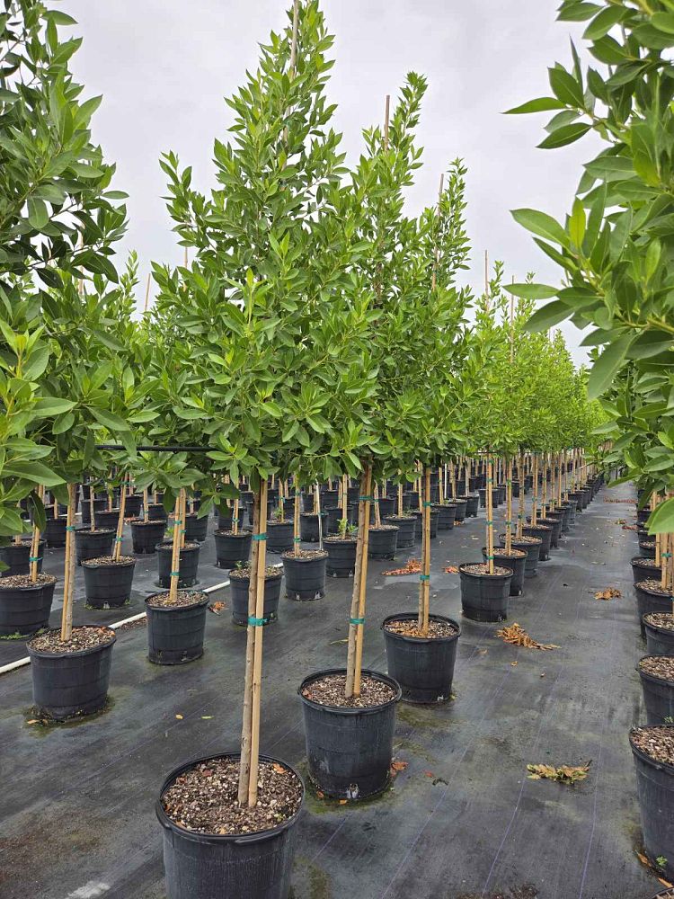 conocarpus-erectus-green-buttonwood