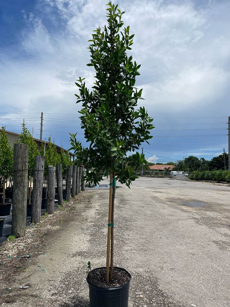 conocarpus-erectus-green-buttonwood