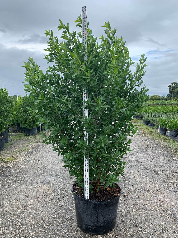 conocarpus-erectus-green-buttonwood