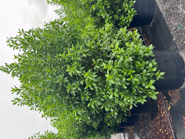 conocarpus-erectus-green-buttonwood