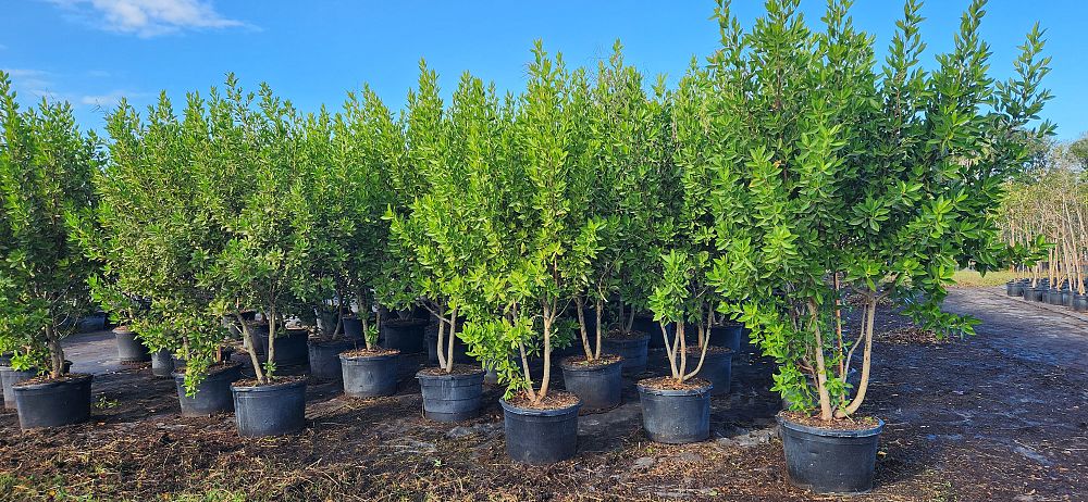 conocarpus-erectus-green-buttonwood
