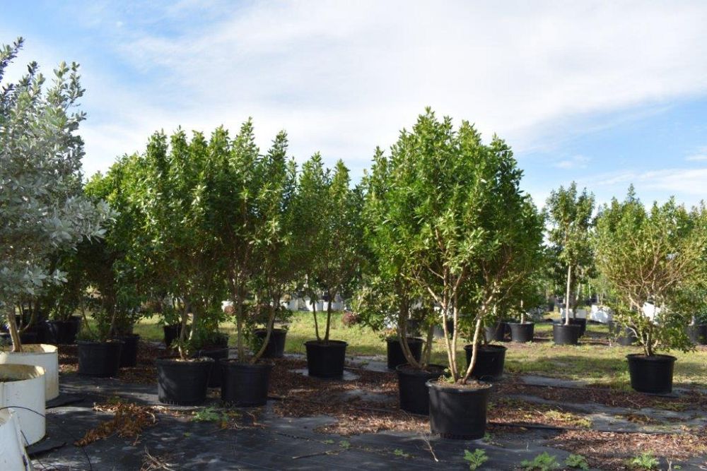 conocarpus-erectus-green-buttonwood