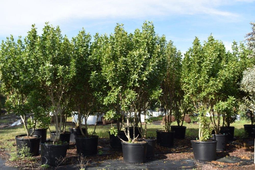 conocarpus-erectus-green-buttonwood
