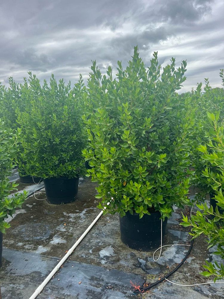 conocarpus-erectus-green-buttonwood
