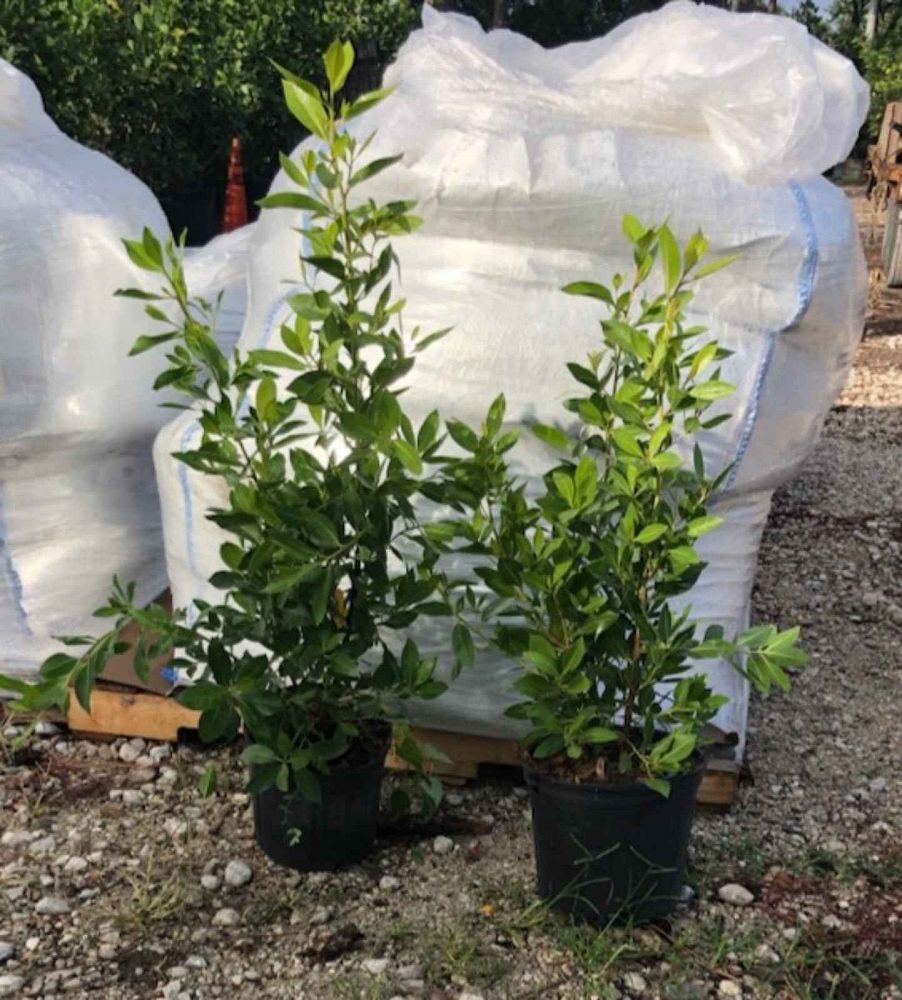 conocarpus-erectus-green-buttonwood