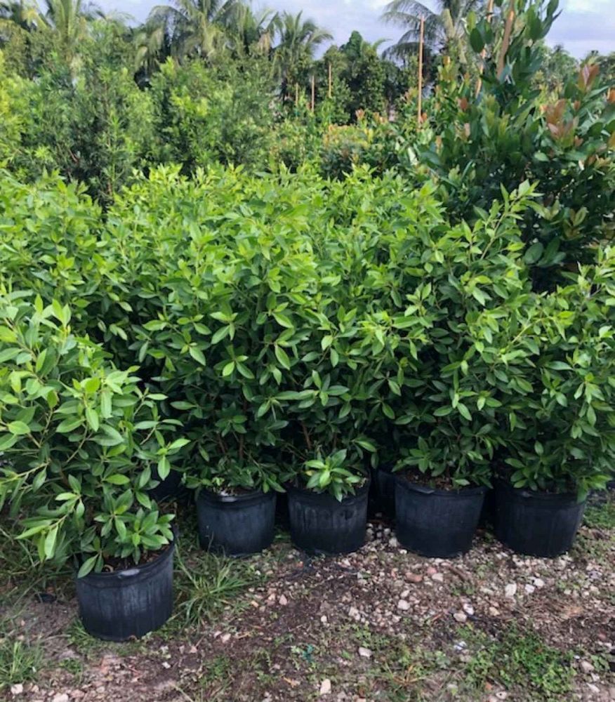 conocarpus-erectus-green-buttonwood