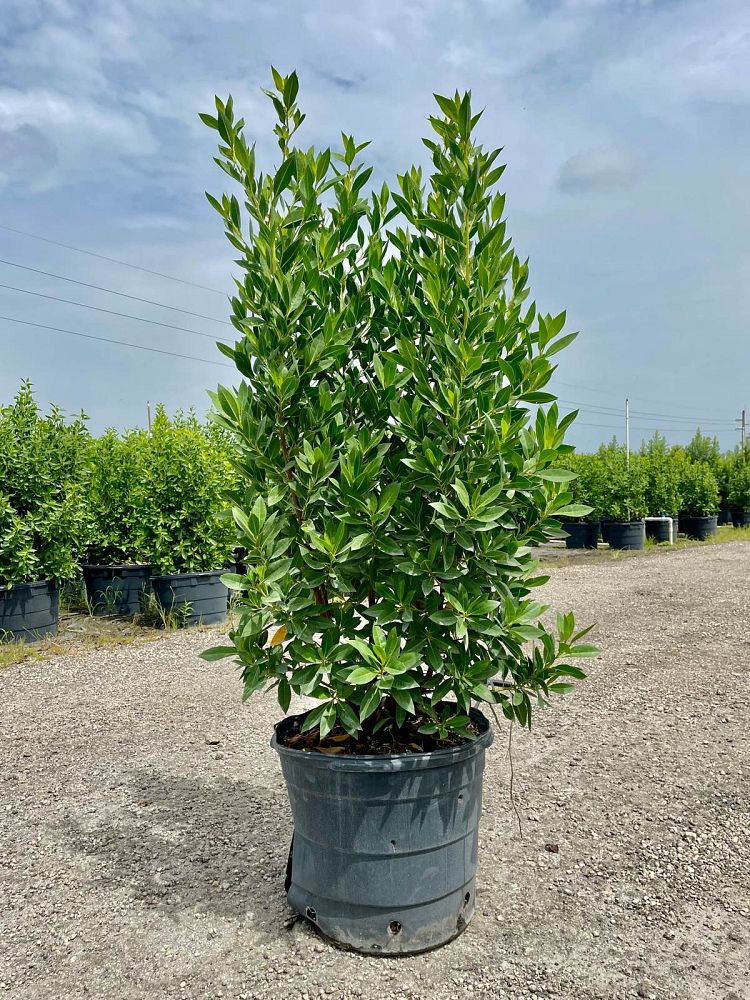 conocarpus-erectus-green-buttonwood
