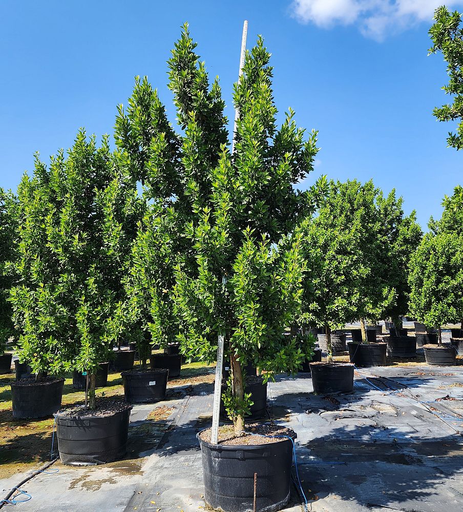 conocarpus-erectus-green-buttonwood