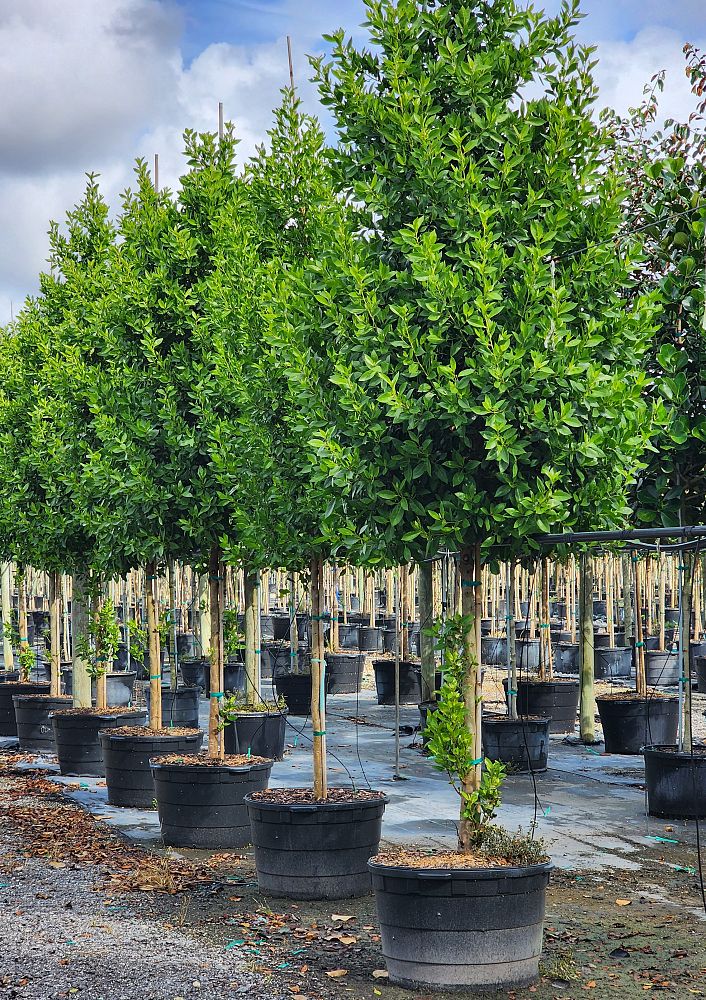 conocarpus-erectus-green-buttonwood