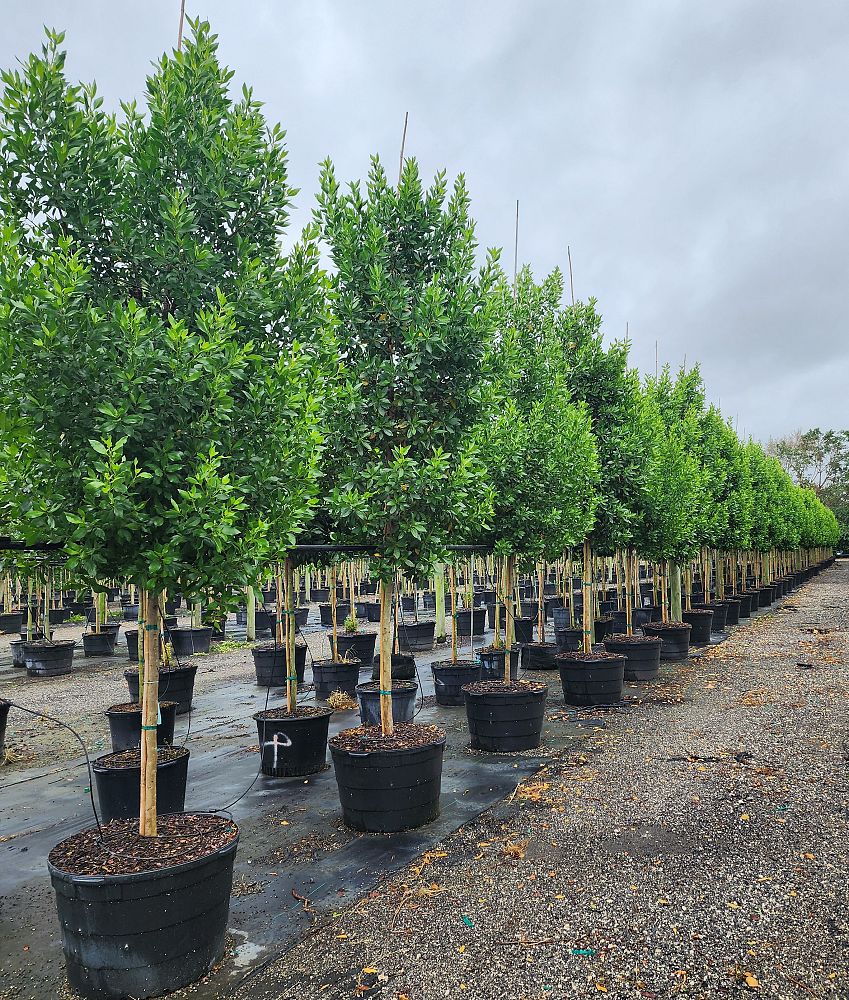 conocarpus-erectus-green-buttonwood