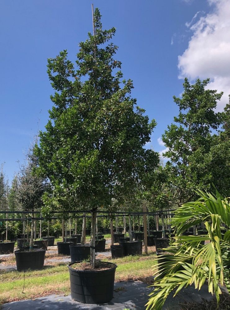 conocarpus-erectus-green-buttonwood