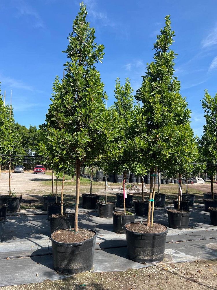 conocarpus-erectus-green-buttonwood