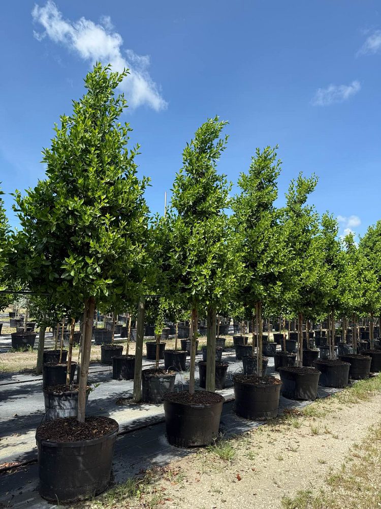 conocarpus-erectus-green-buttonwood