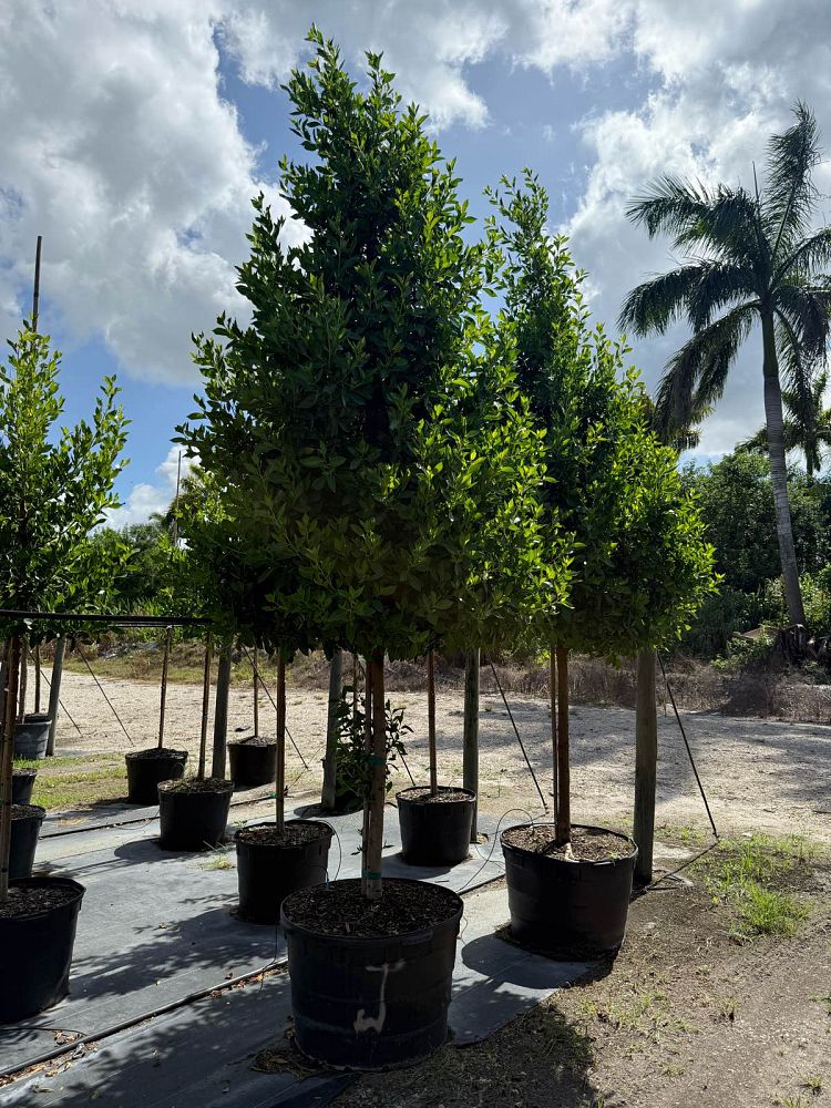 conocarpus-erectus-green-buttonwood