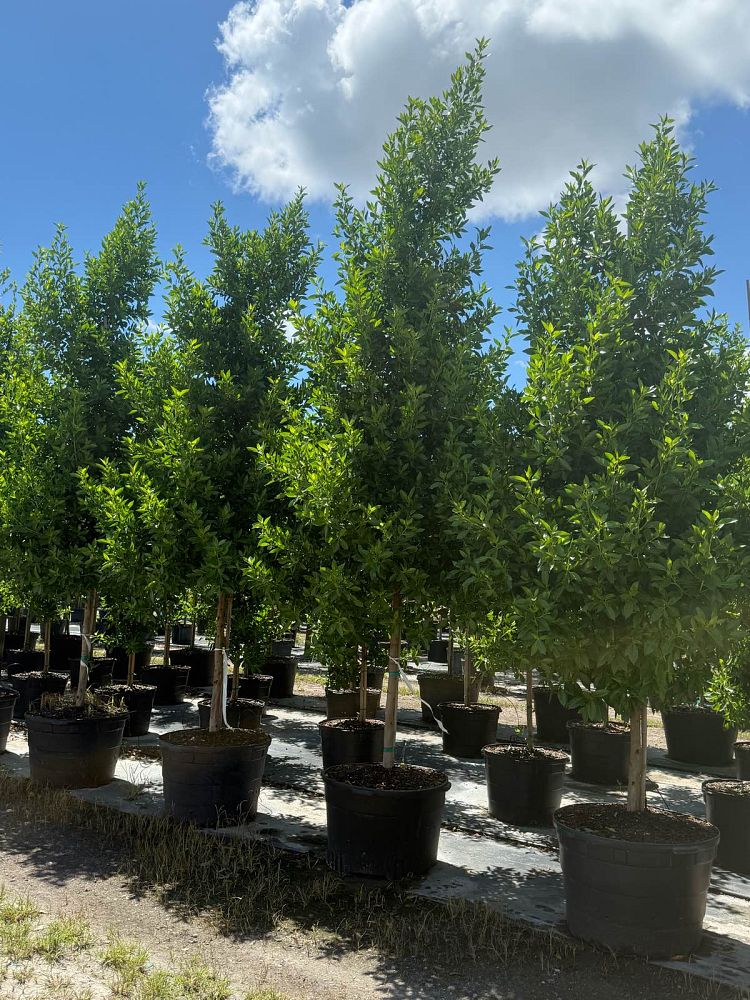 conocarpus-erectus-green-buttonwood