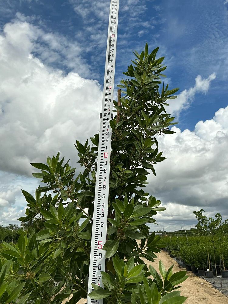 conocarpus-erectus-green-buttonwood