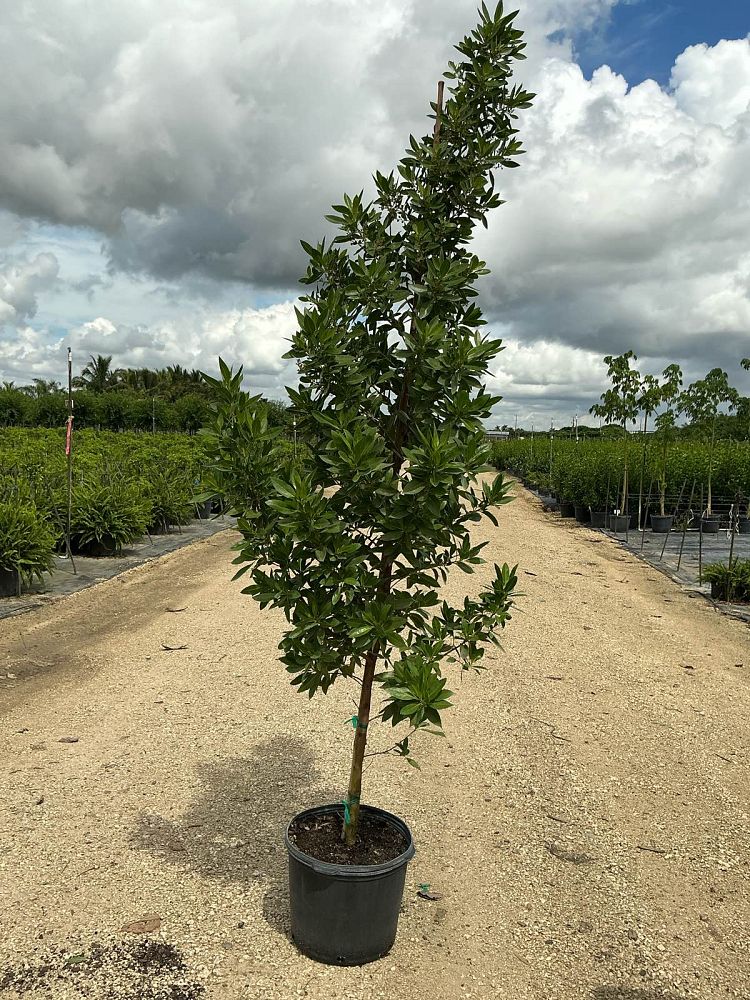 conocarpus-erectus-green-buttonwood