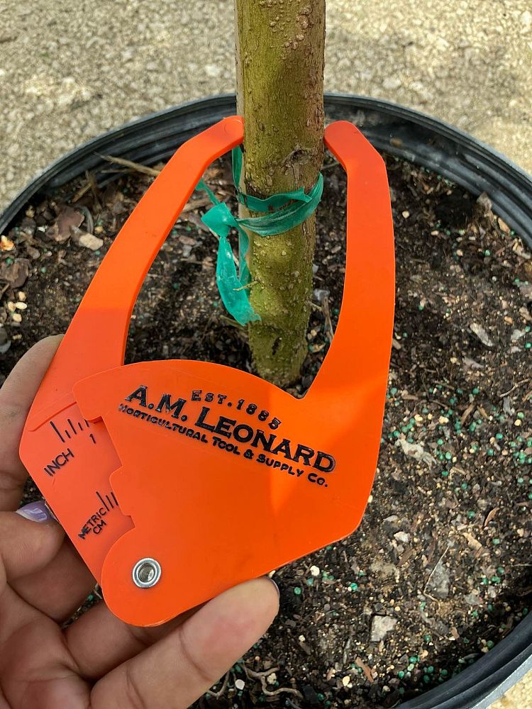 conocarpus-erectus-green-buttonwood