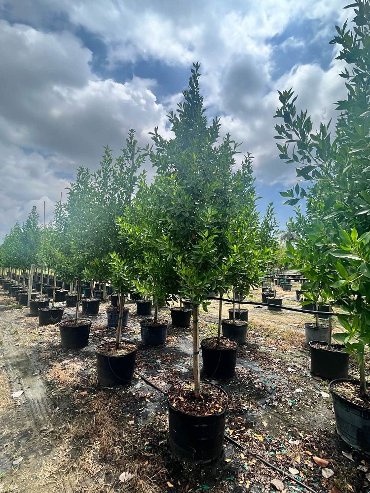 conocarpus-erectus-green-buttonwood