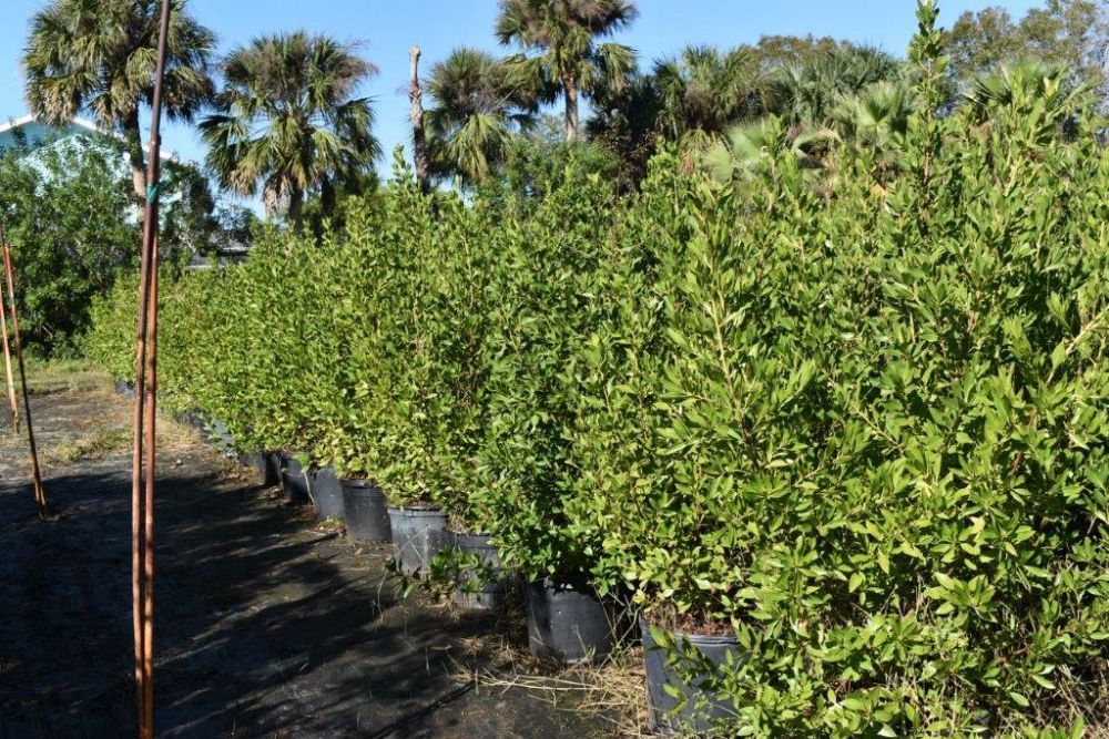 conocarpus-erectus-green-buttonwood