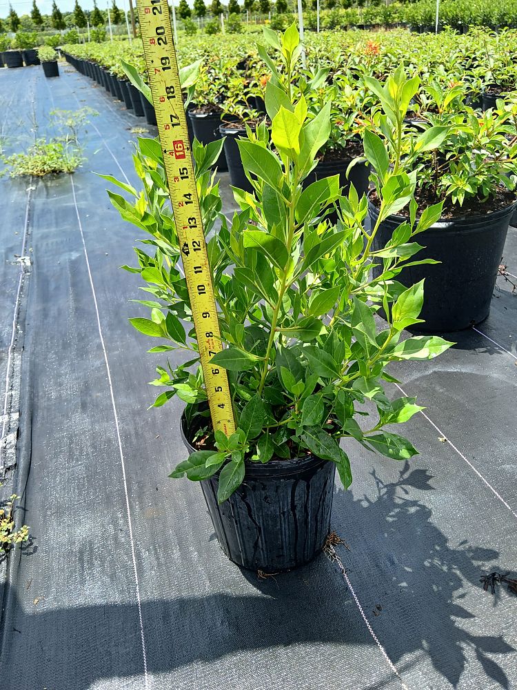 conocarpus-erectus-green-buttonwood