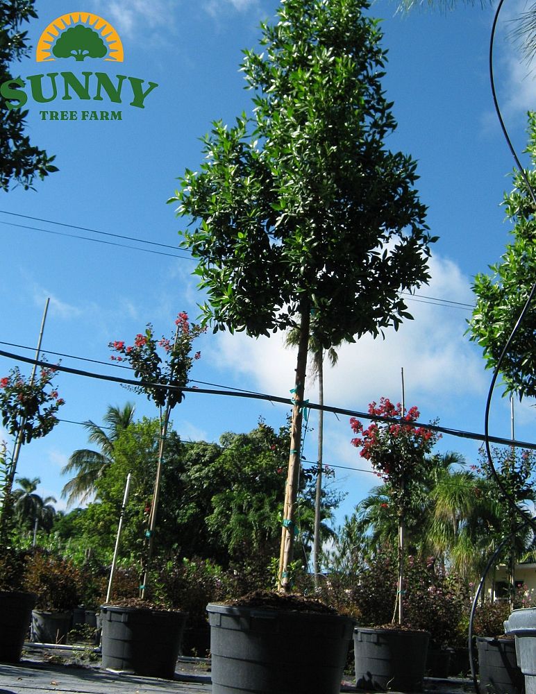 conocarpus-erectus-green-buttonwood