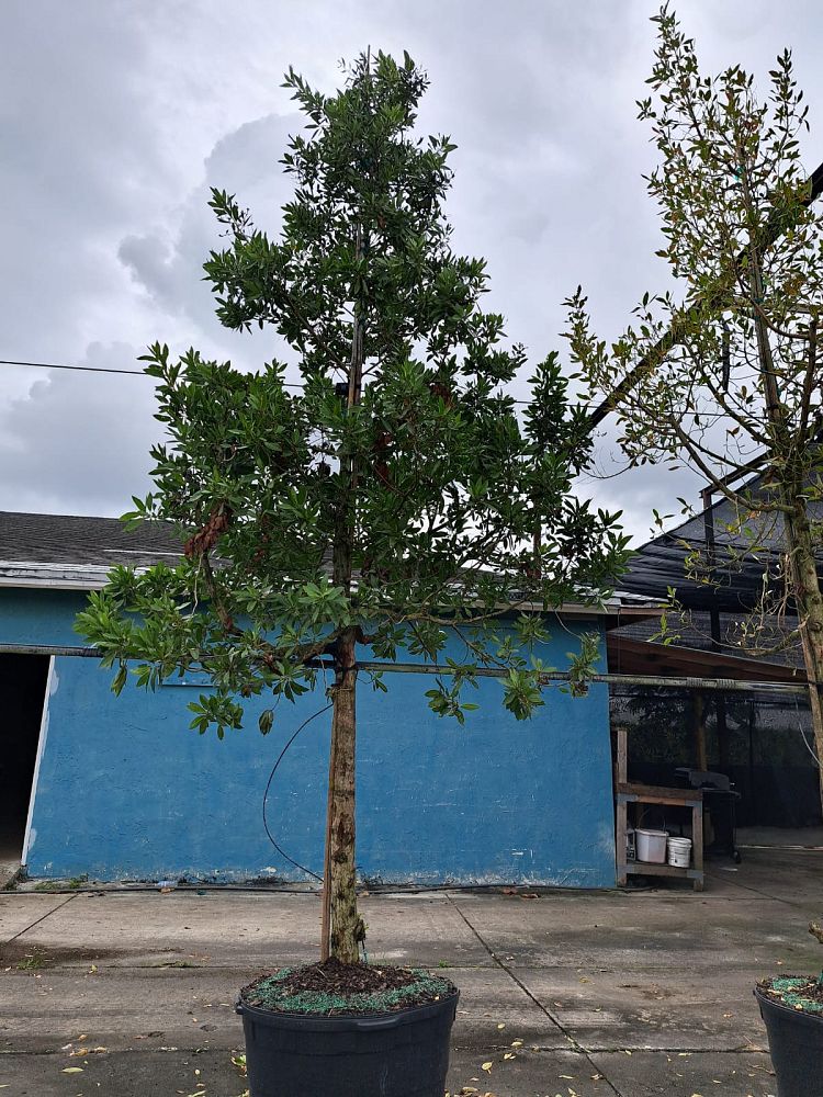 conocarpus-erectus-green-buttonwood