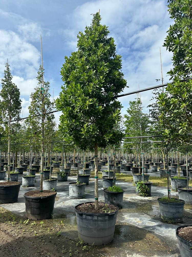 conocarpus-erectus-green-buttonwood