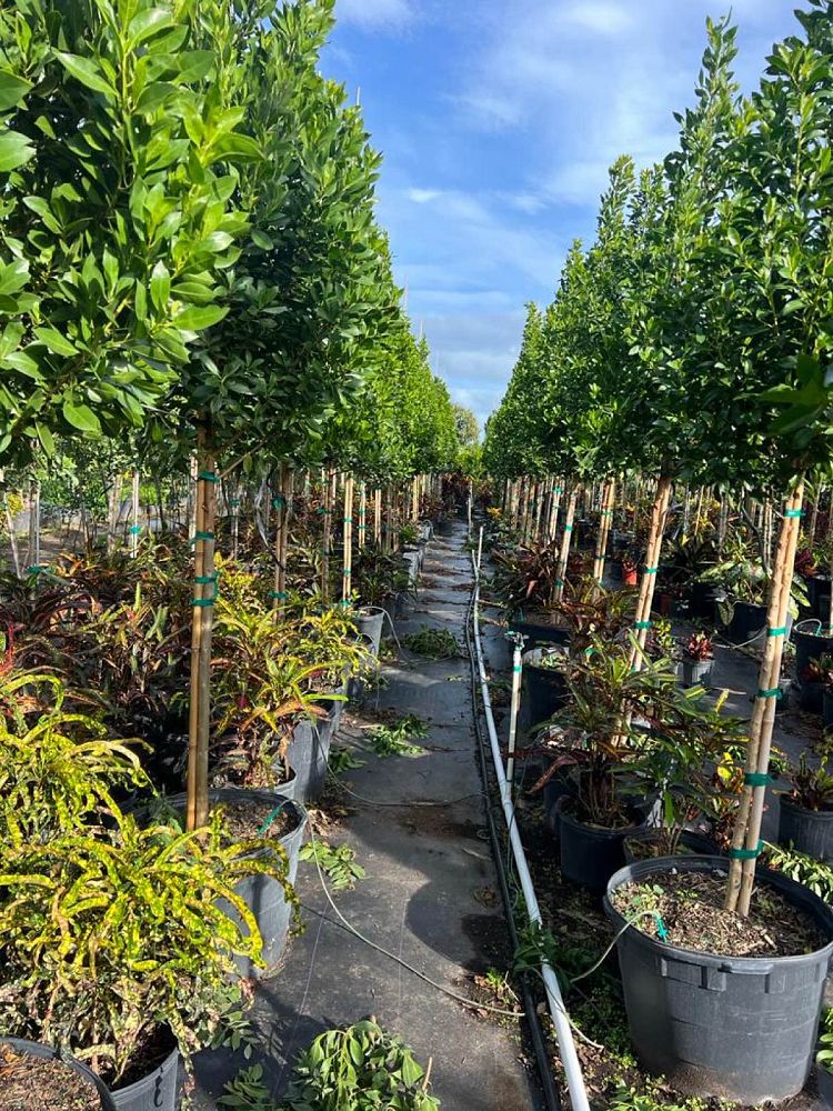 conocarpus-erectus-green-buttonwood