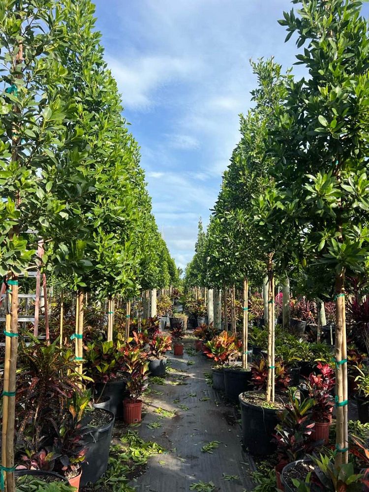 conocarpus-erectus-green-buttonwood