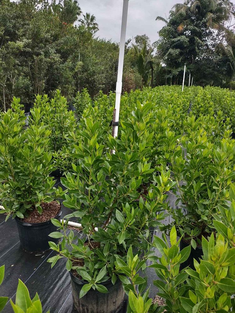 conocarpus-erectus-green-buttonwood