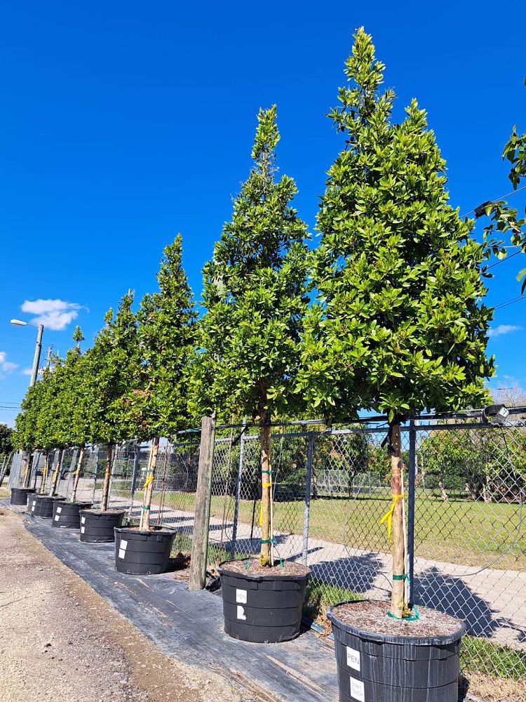 conocarpus-erectus-green-buttonwood