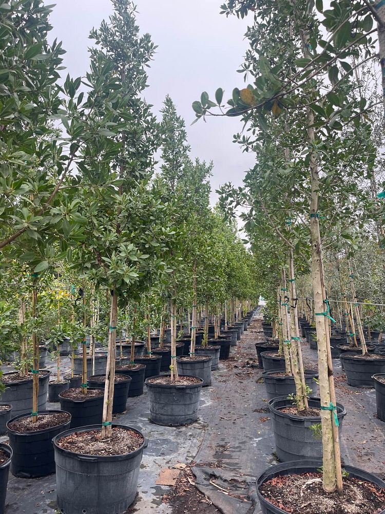 conocarpus-erectus-green-buttonwood