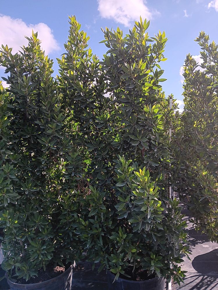 conocarpus-erectus-green-buttonwood