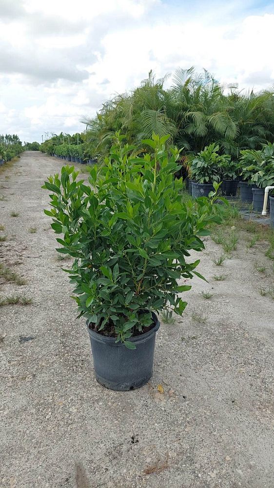 conocarpus-erectus-green-buttonwood