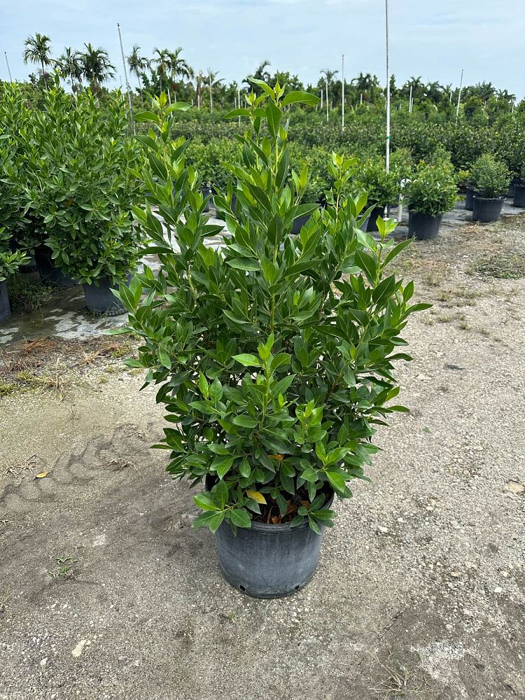 conocarpus-erectus-green-buttonwood