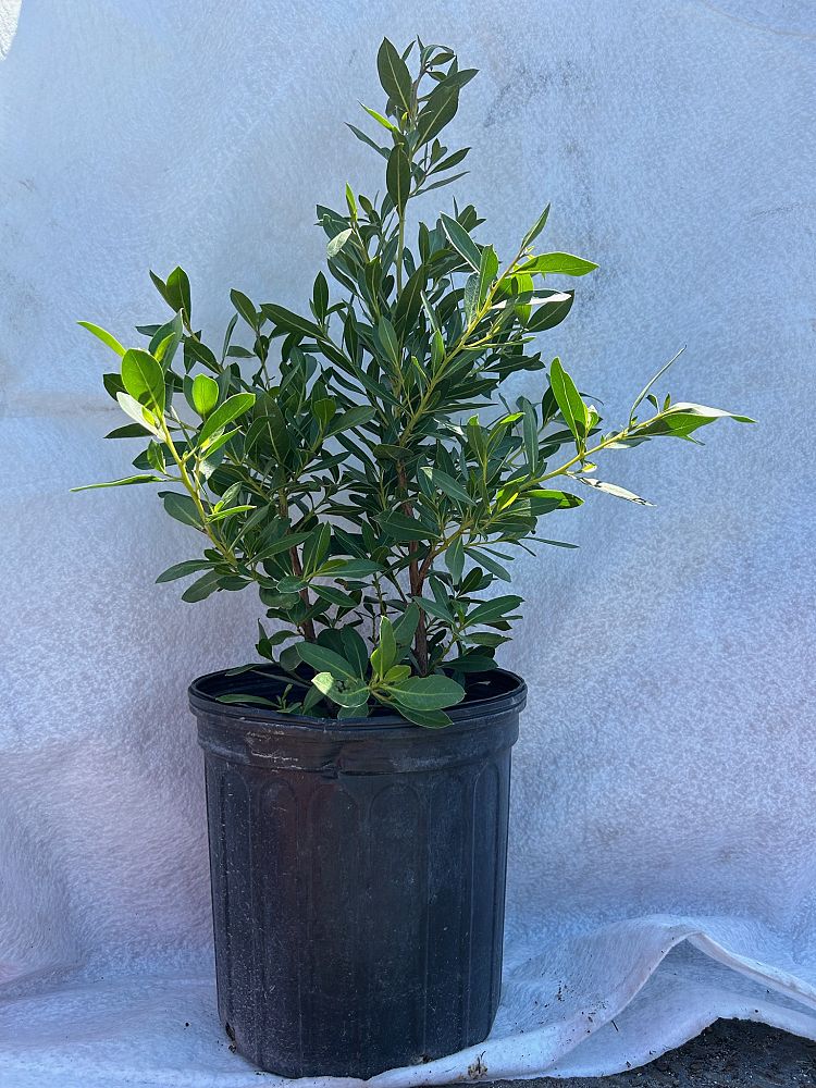 conocarpus-erectus-green-buttonwood