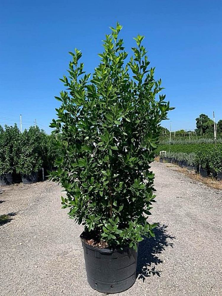 conocarpus-erectus-green-buttonwood
