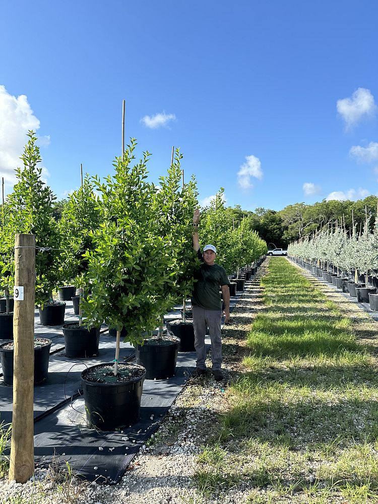conocarpus-erectus-green-buttonwood