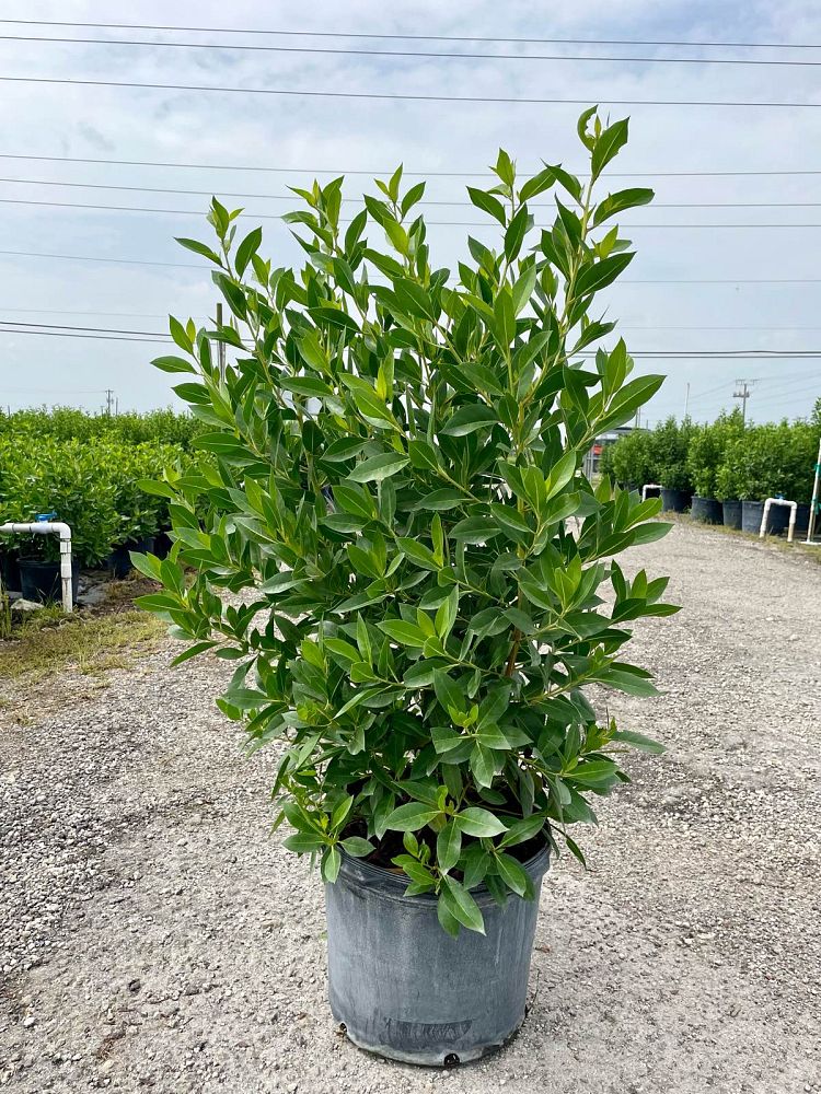 conocarpus-erectus-green-buttonwood