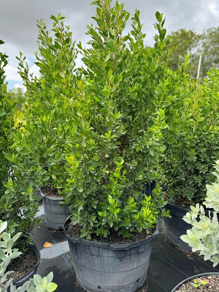conocarpus-erectus-green-buttonwood