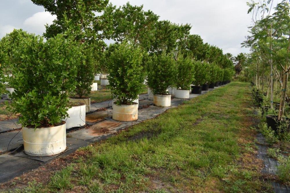 conocarpus-erectus-green-buttonwood