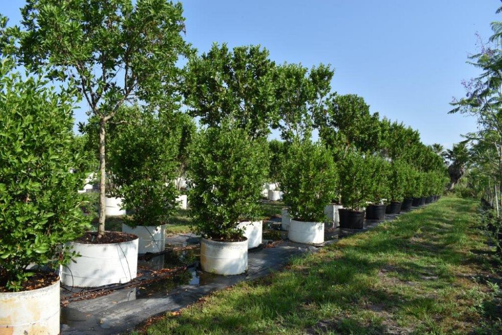 conocarpus-erectus-green-buttonwood