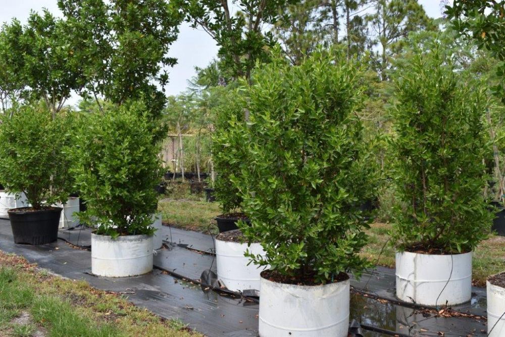conocarpus-erectus-green-buttonwood