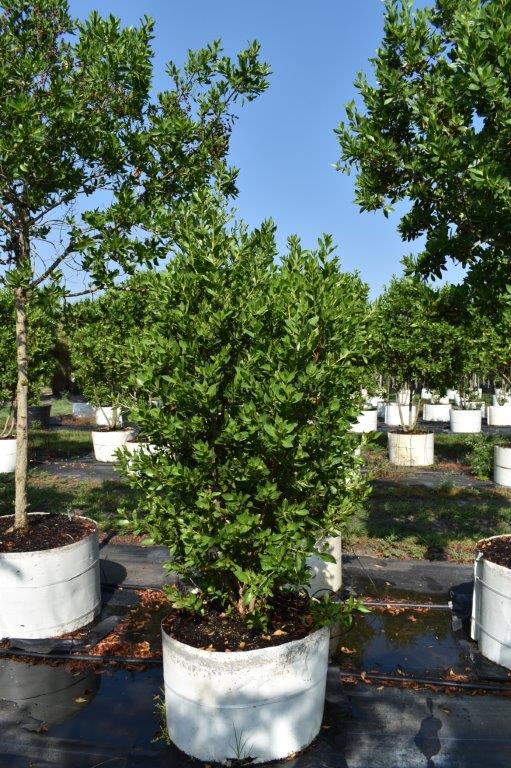 conocarpus-erectus-green-buttonwood