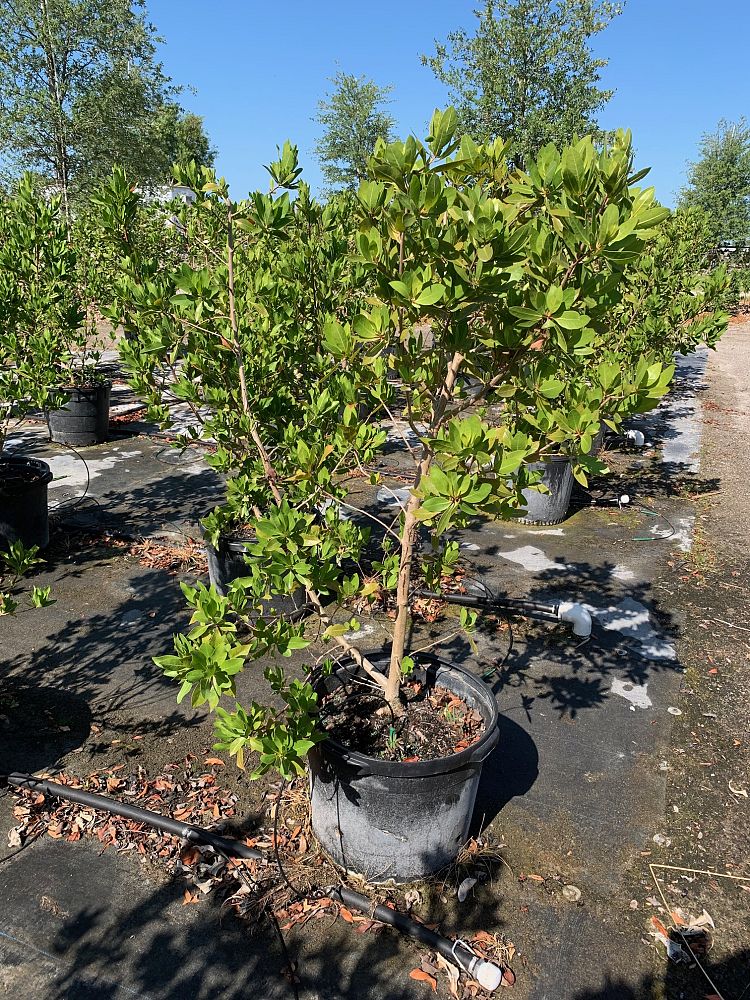 conocarpus-erectus-green-buttonwood