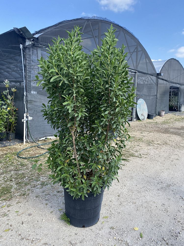 conocarpus-erectus-green-buttonwood
